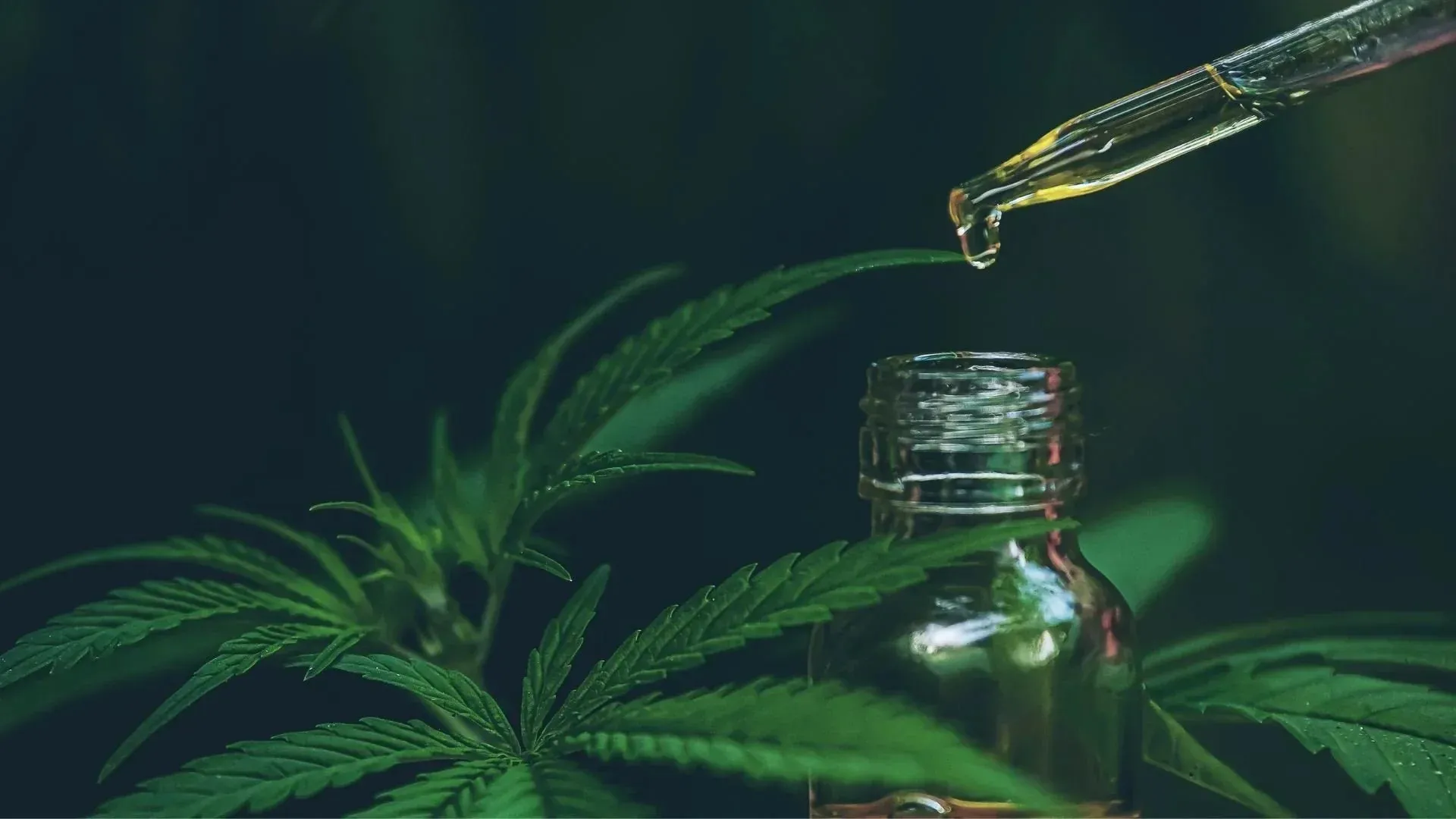 You are currently viewing Mi a kannabidiol (CBD)? Teljes útmutató